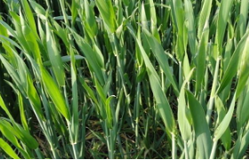 2020年冬小麦施肥指导意见