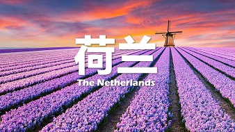 国际视野｜荷兰—高科技农业的典范（下）