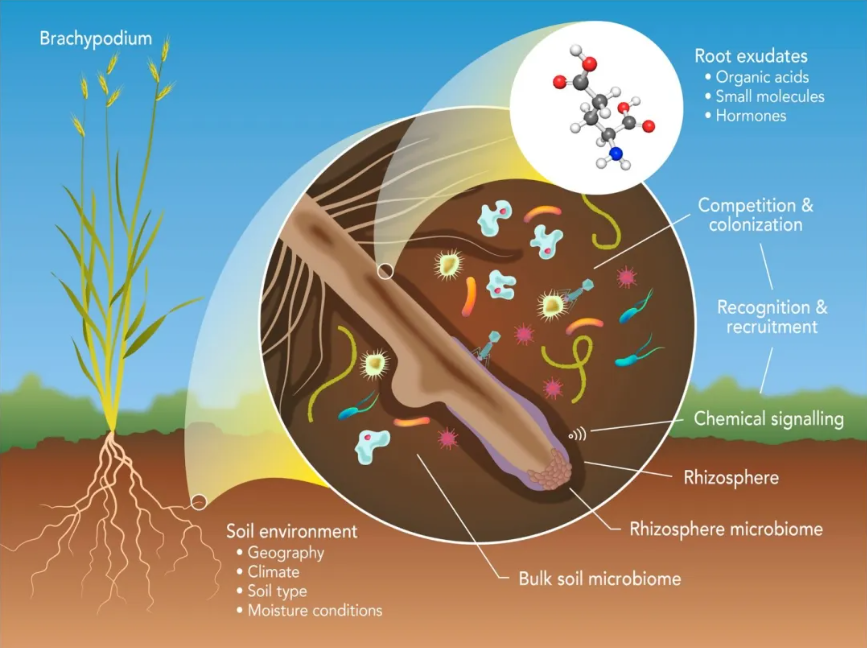 植物根际促生菌的促生防病作用机制