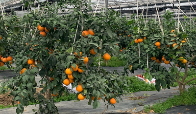 柑橘树苗.png